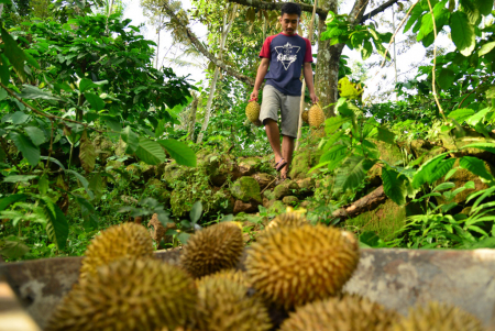 PETANI DURIAN OREN 