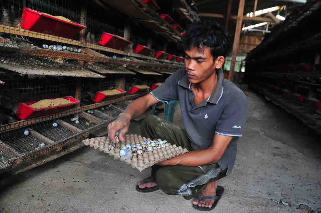 PETERNAK BURUNG PUYUH DI JAMBI