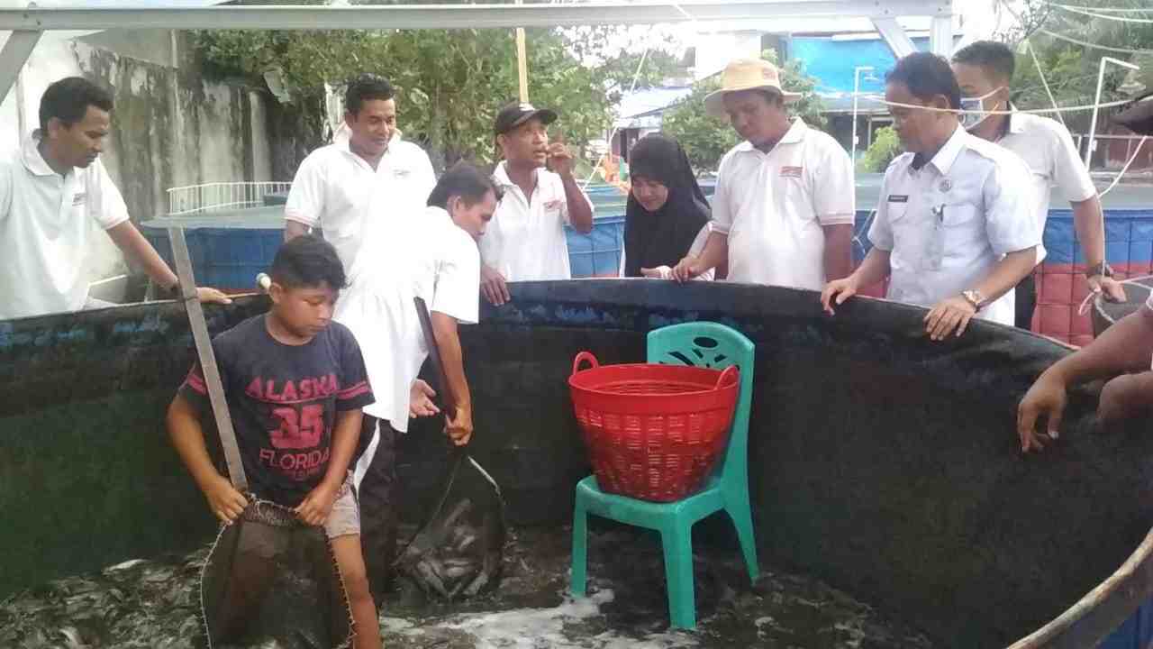 PANEN IKAN LELE
