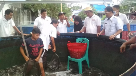 PANEN IKAN LELE
