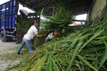 BANTUAN PAKAN TERNAK DI LERENG MERAPI