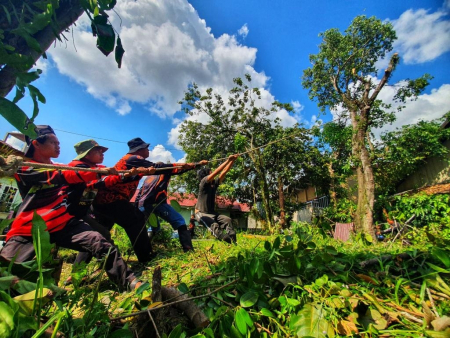 TARIK BATANG POHON RAWAN TUMBANG
