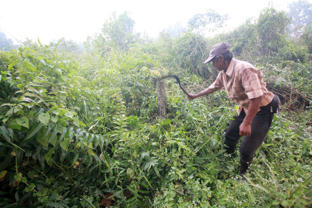 BERSIHKAN TANAMAN