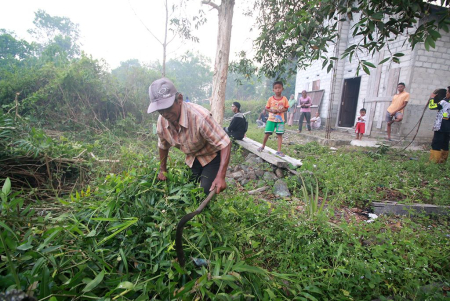 BERSIHKAN TANAMAN