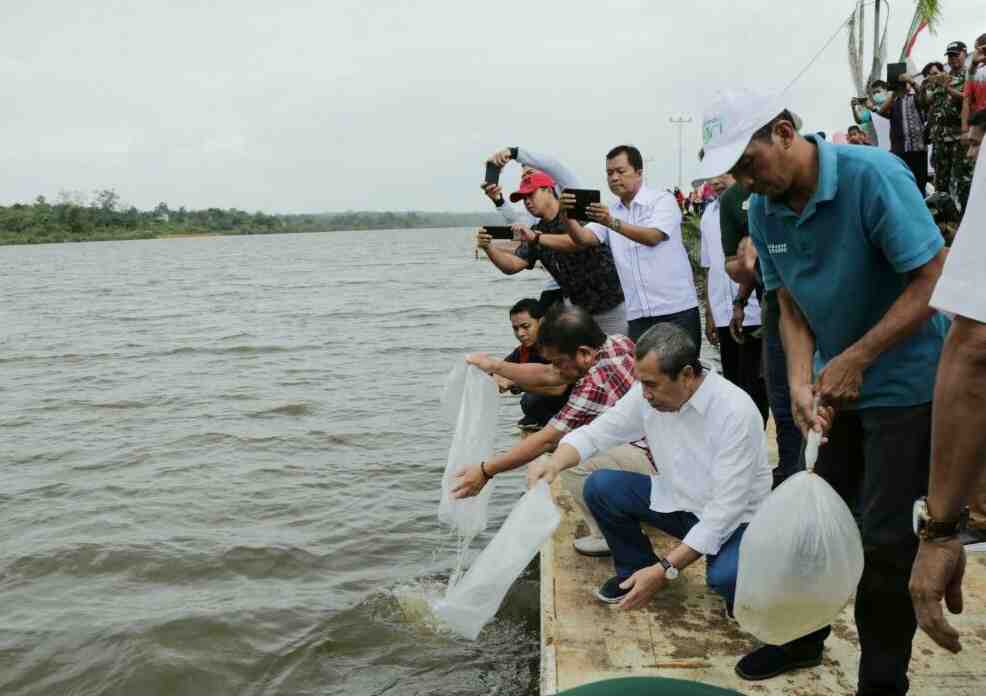 GUBERNUR RIAU LEPAS  BIBIT IKAN 