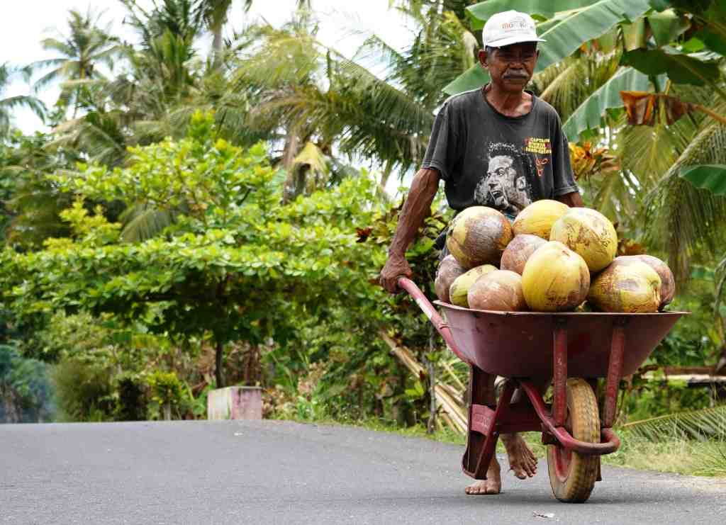 ANGKUT KELAPA PAKAI GEROBAK