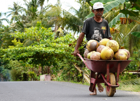 ANGKUT KELAPA PAKAI GEROBAK