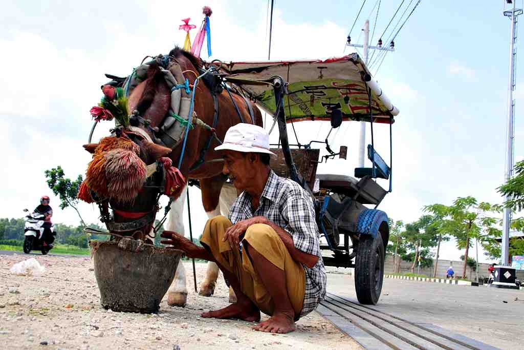 BERI PAKAN KUDA
