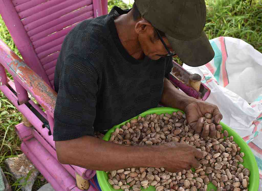 PILIH BIJI PALA BERKUALITAS