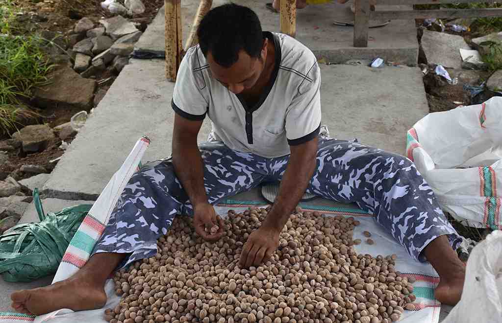 HARGA BIJI PALA STABIL
