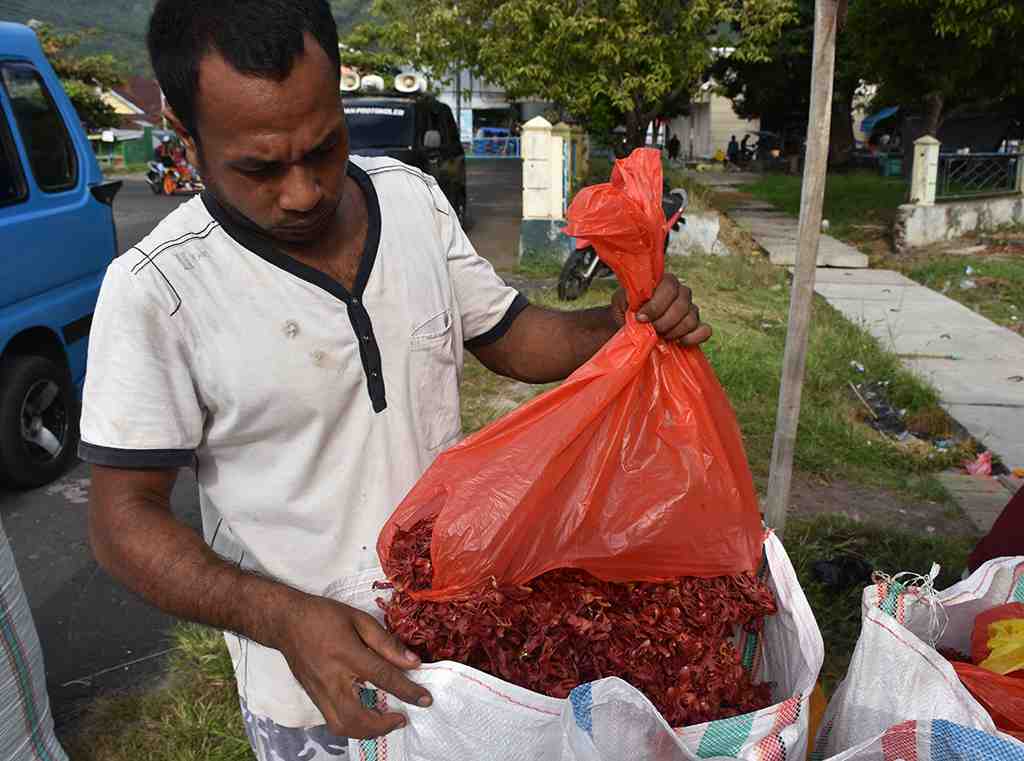 HARGA FULI PALA NAIK