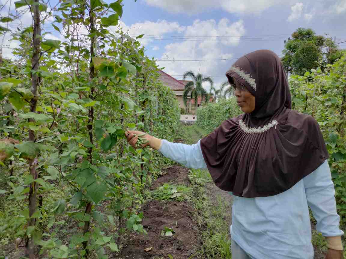 PANEN KACANG BUNCIS