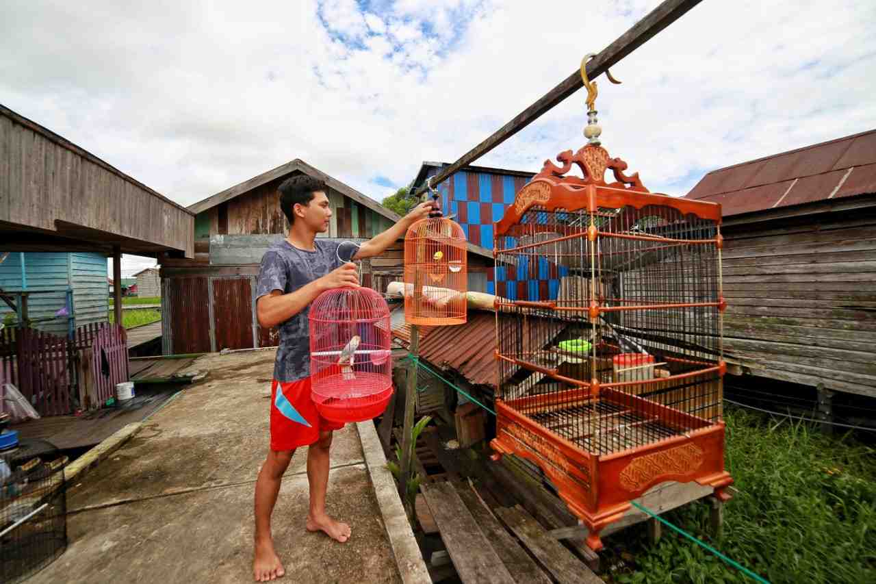  BURUNG LOVEBIRD