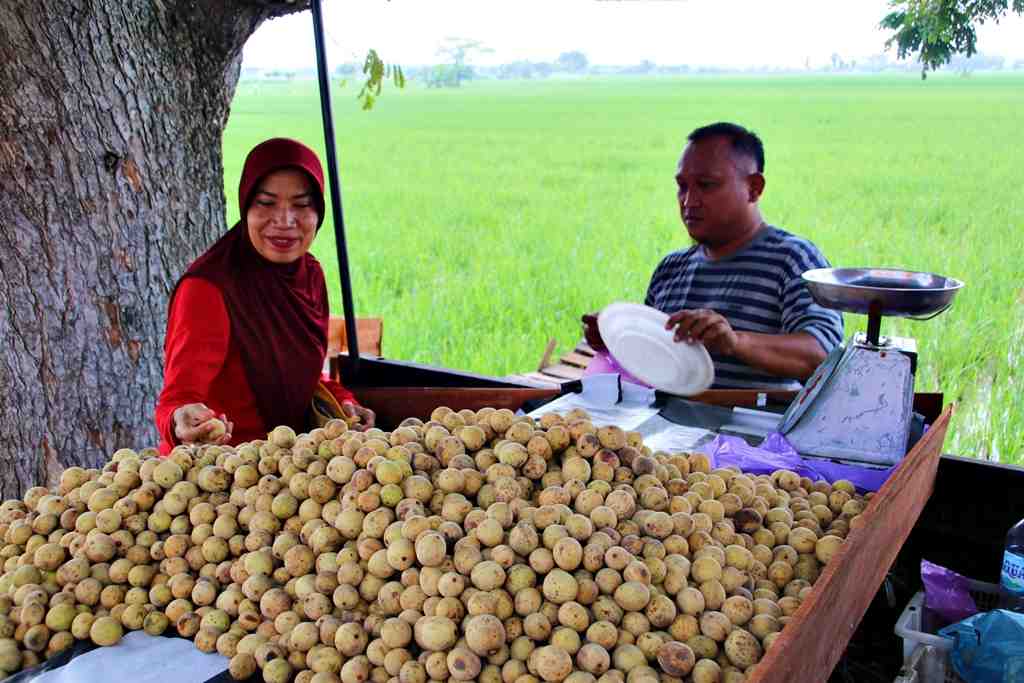 PILIH BUAH DUKU