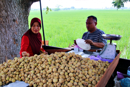 PILIH BUAH DUKU