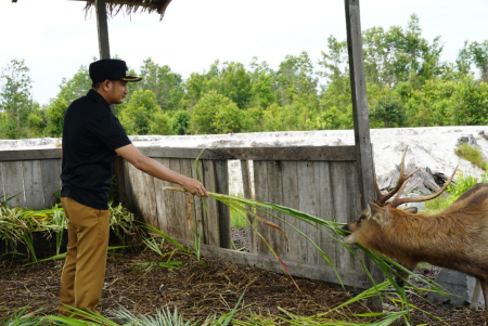 MEMBERI MAKAN RUSA