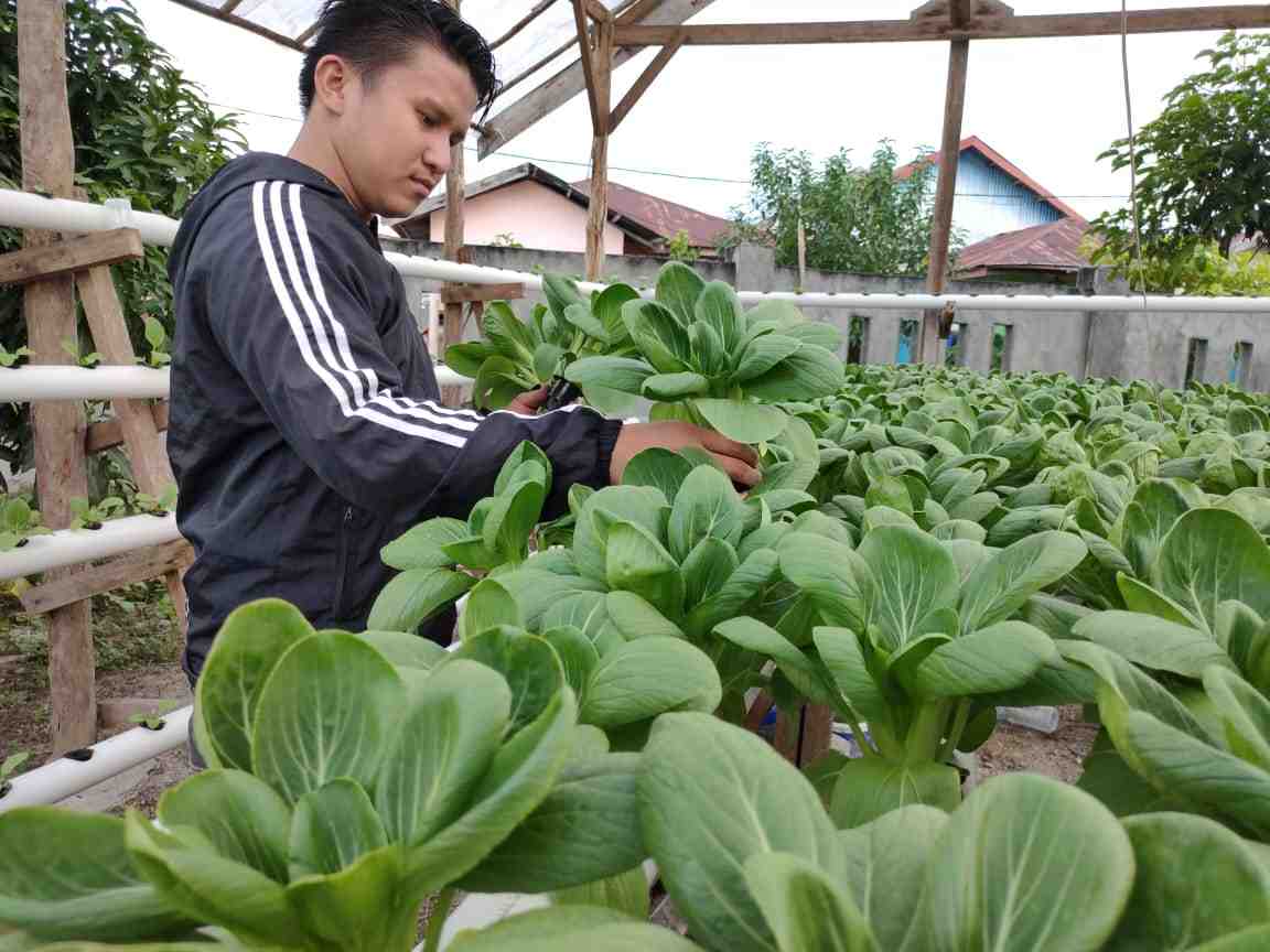PANEN SAYUR SAWI SENDOK/PAKCOY