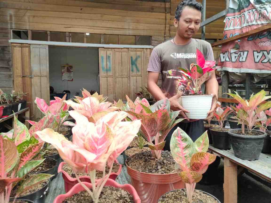 JUAL TANAMAN SRI REJEKI