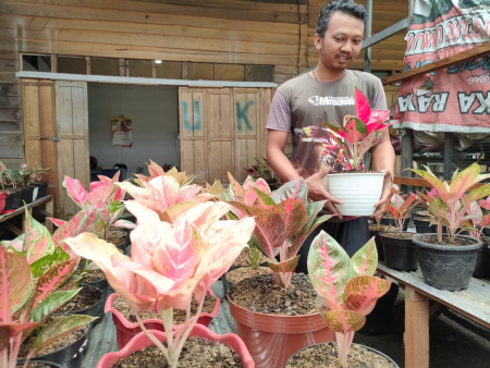 JUAL TANAMAN SRI REJEKI