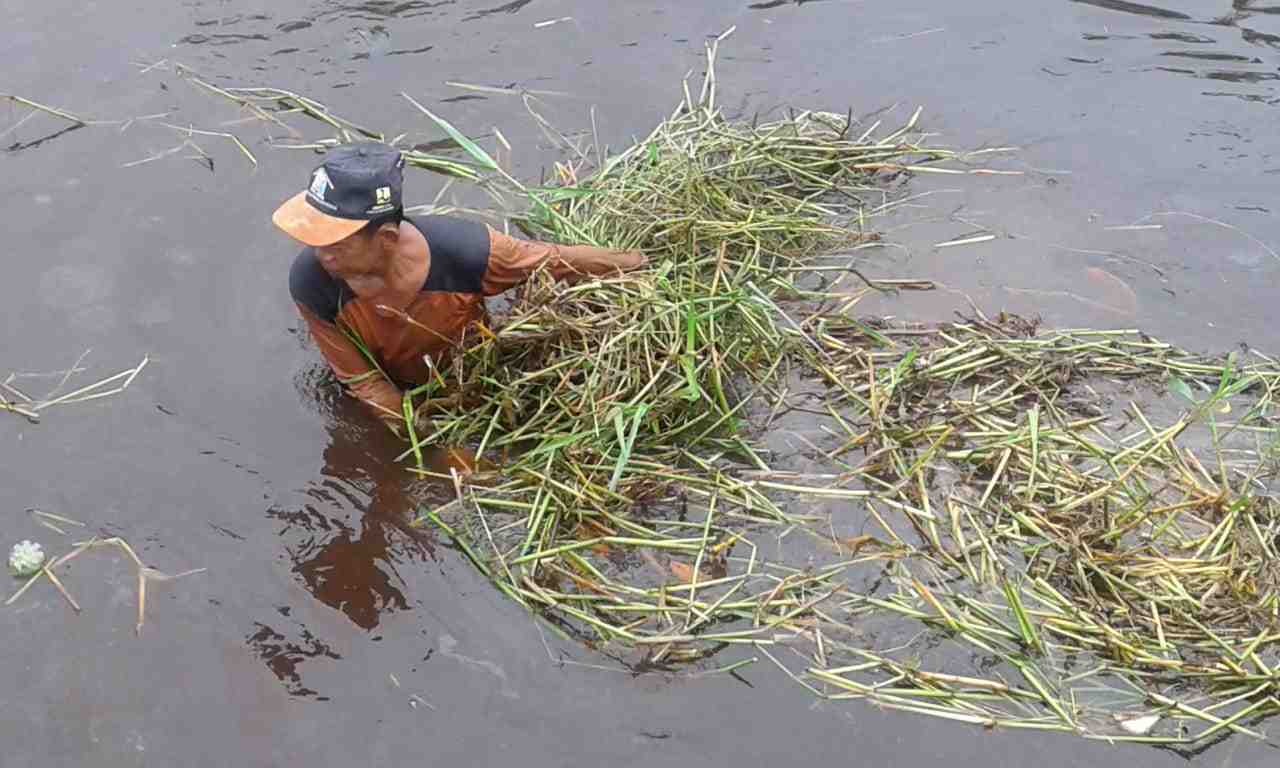 BERSIHKAN RUMPUT DARI SALURAN DRAINASE