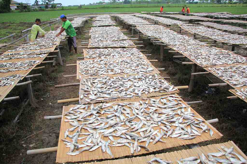 HARGA IKAN ASIN MELONJAK