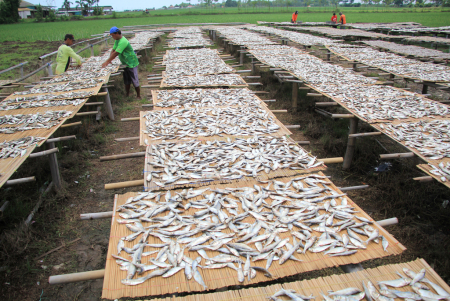 HARGA IKAN ASIN MELONJAK