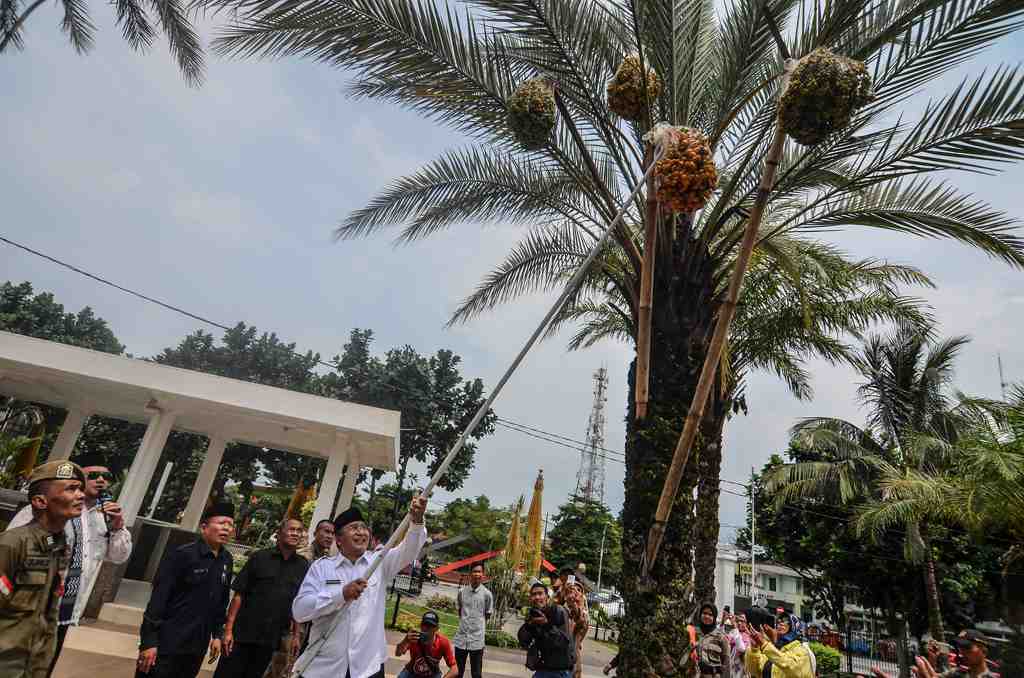 PANEN KURMA DI MESJID AGUNG