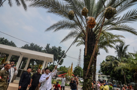 PANEN KURMA DI MESJID AGUNG