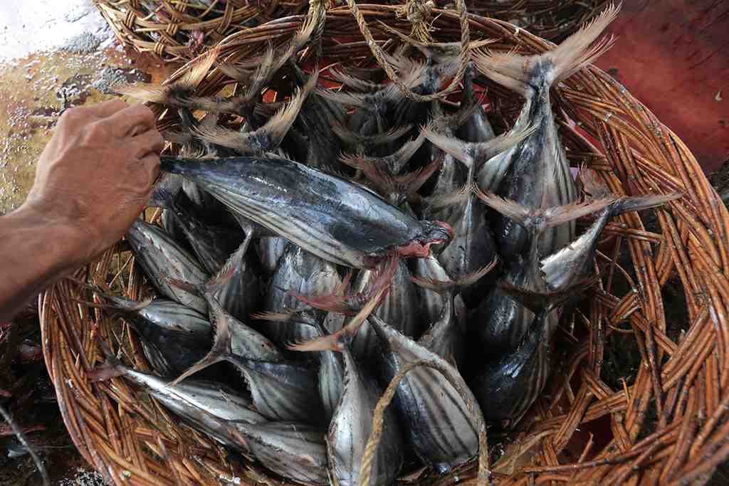 PENGOLAHAN IKAN KAYU