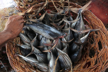 PENGOLAHAN IKAN KAYU