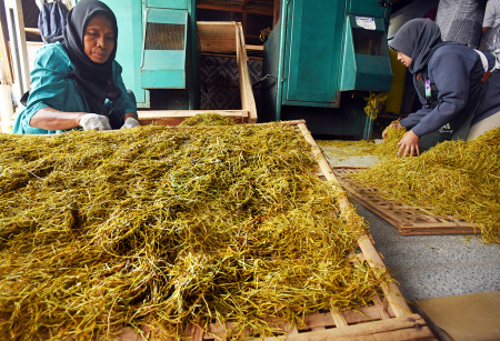 USAHA PENGOLAHAN DAUN TALAS BENENG