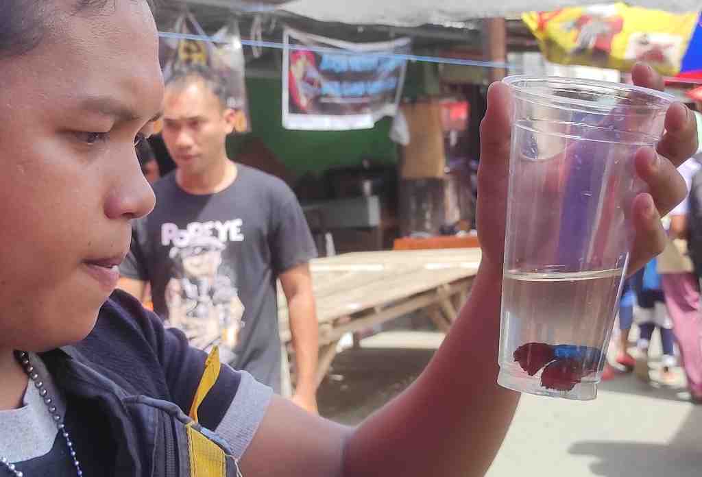 BELI IKAN CUPANG