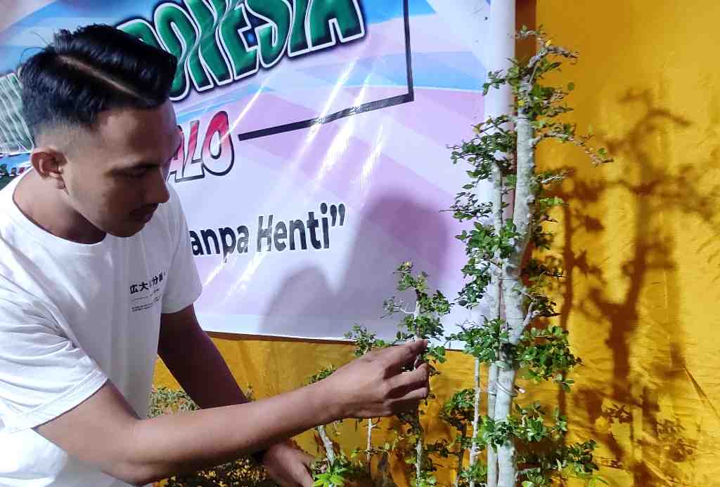 BONSAI SERUT