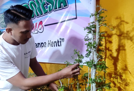 BONSAI SERUT