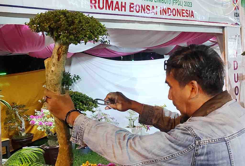 BONSAI WACAN SILVER