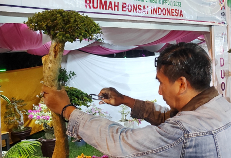 BONSAI WACAN SILVER