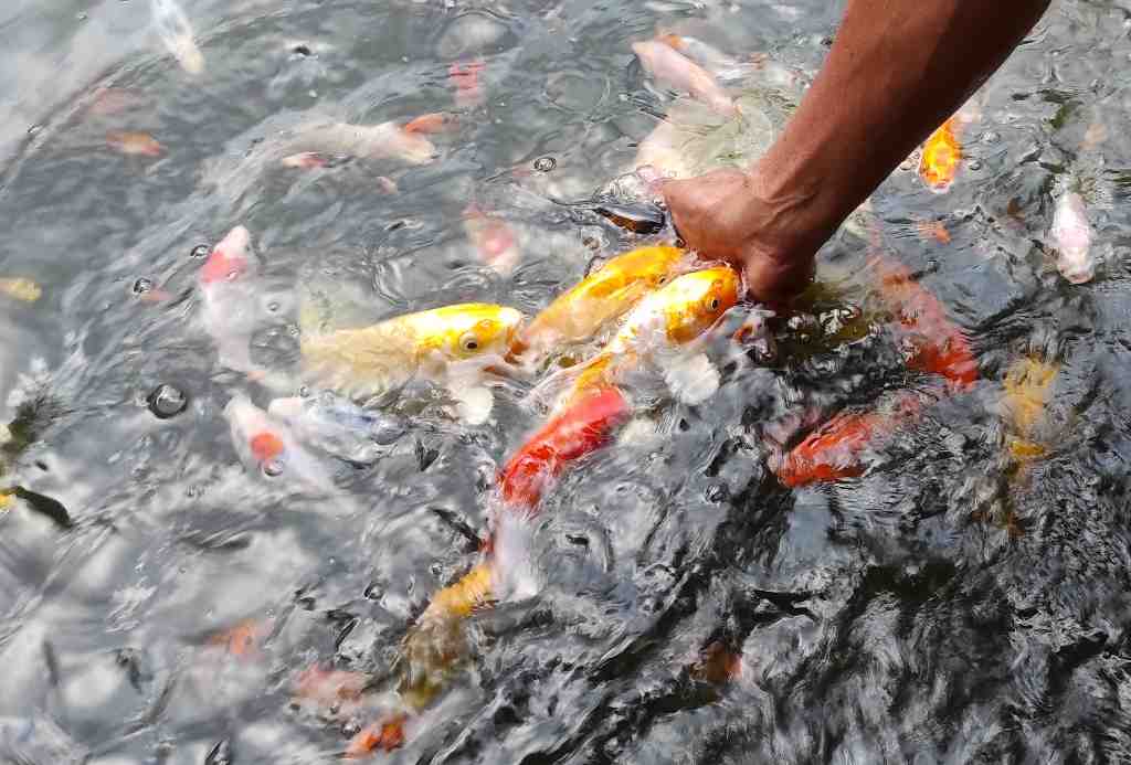 BUDI DAYA IKAN HIAS