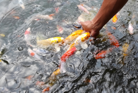 BUDI DAYA IKAN HIAS