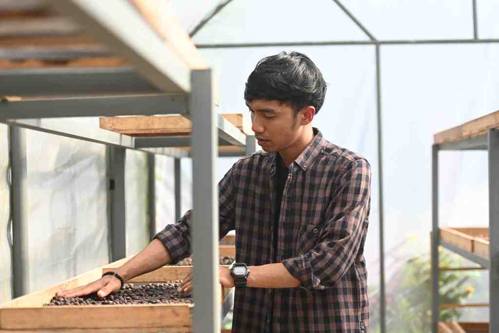 MENFERMENTASI BIJI KOPI
