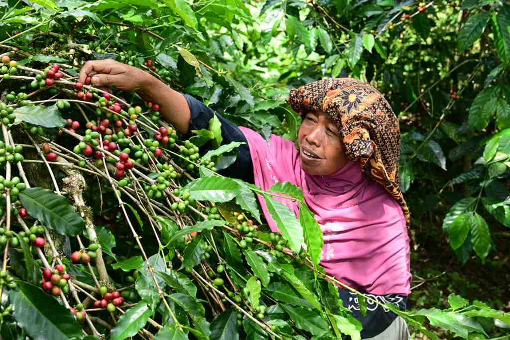 MEMETIK KOPI ARABIKA GAYO