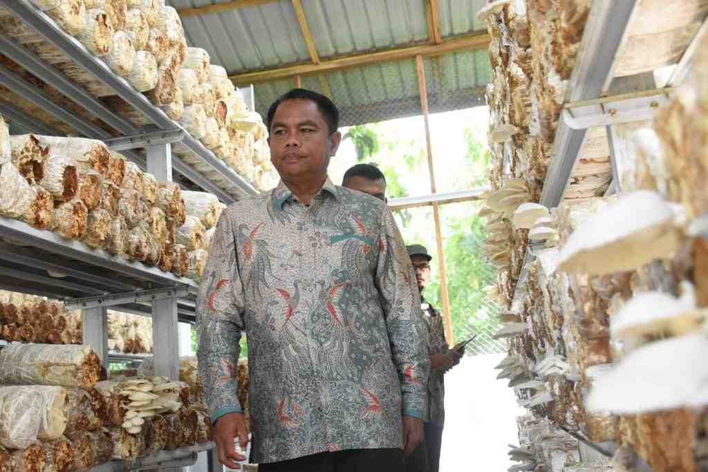 KUMBUNG JAMUR DOLOK MASIHUL