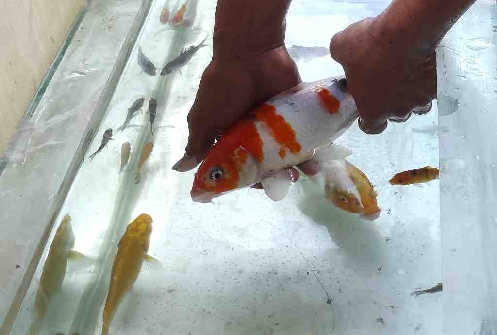 MASUKAN IKAN ke AKUARIUM