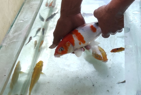 MASUKAN IKAN ke AKUARIUM
