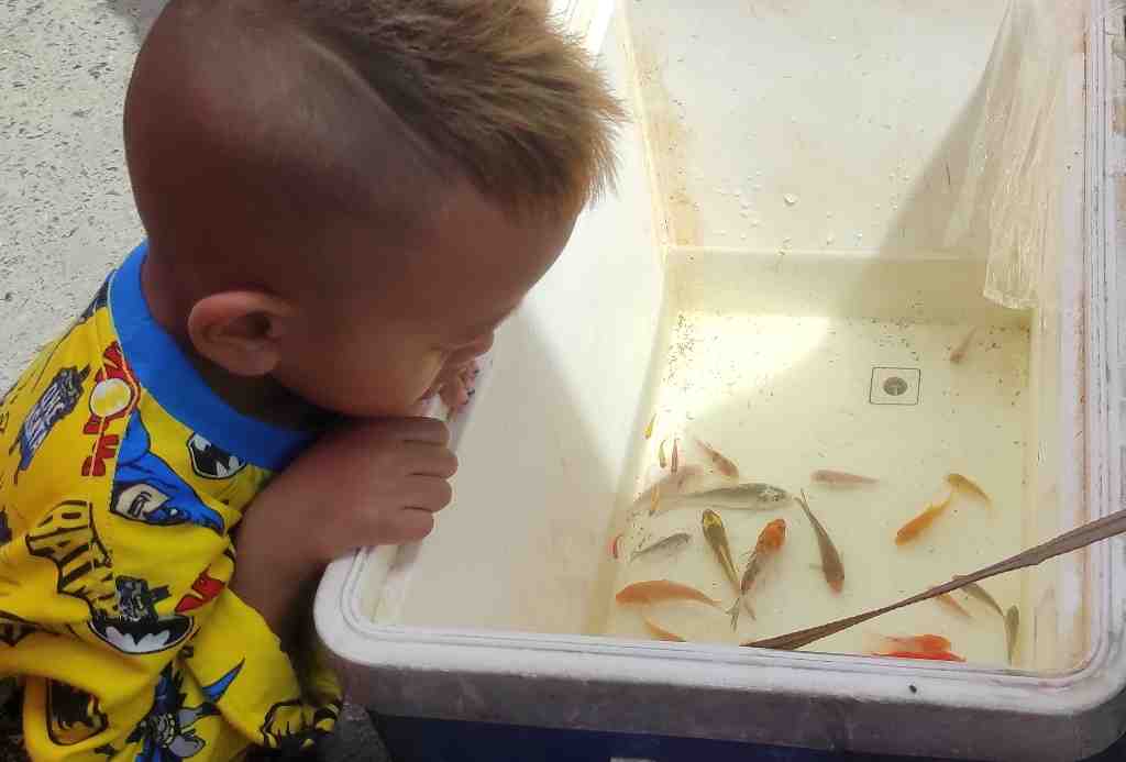 MELIHAT IKAN HIAS
