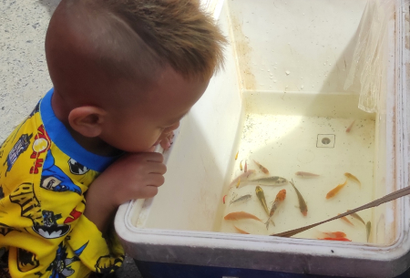 MELIHAT IKAN HIAS