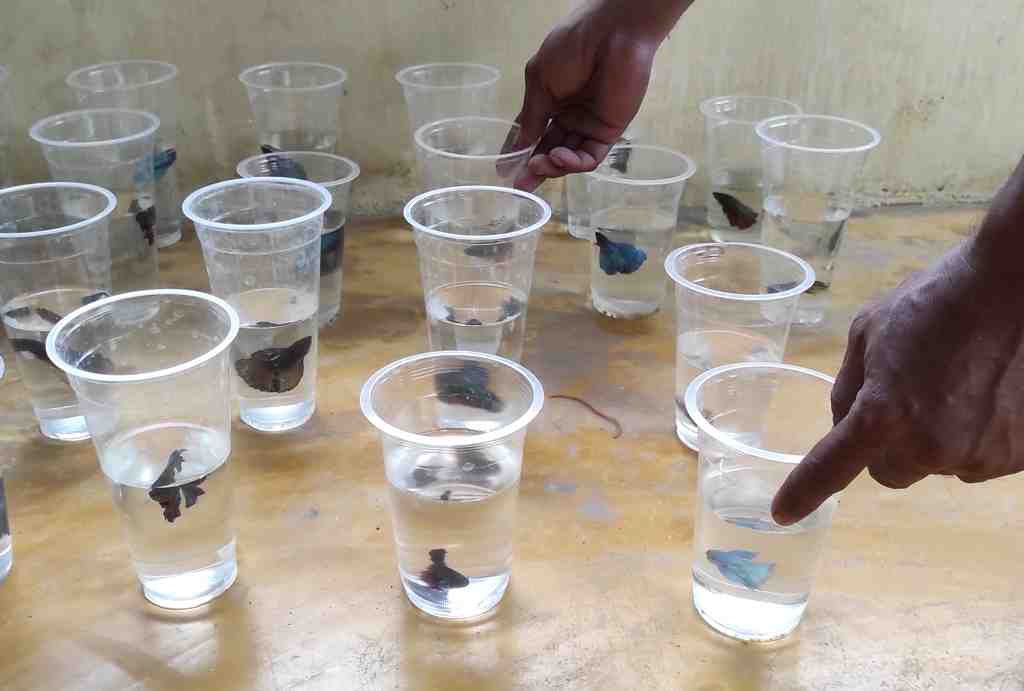 MENGATUR IKAN CUPANG