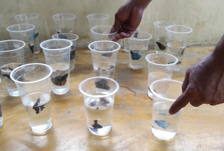 MENGATUR IKAN CUPANG