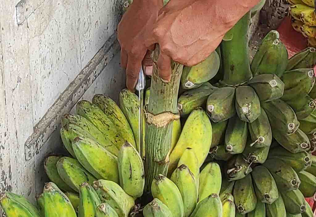 PISANG PAGATA