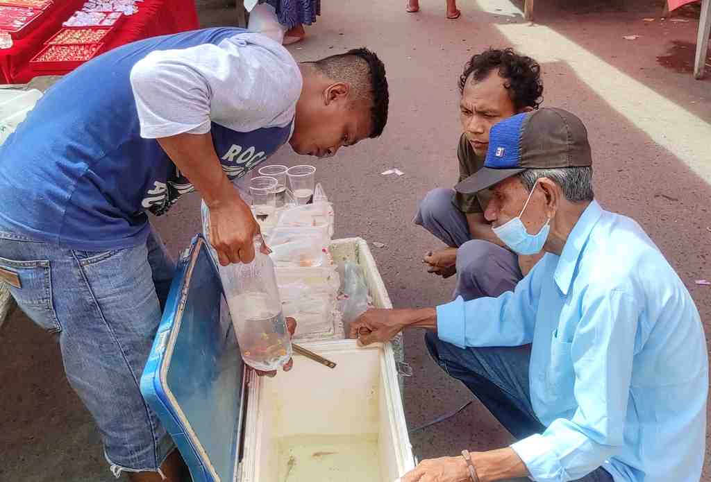 TAWARKAN IKAN HIAS