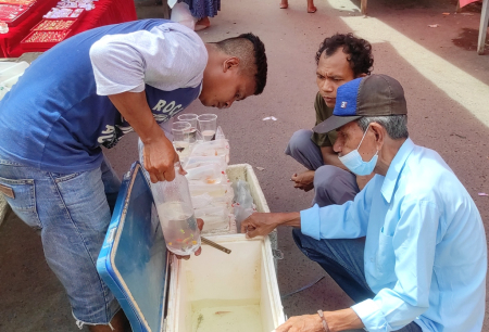 TAWARKAN IKAN HIAS